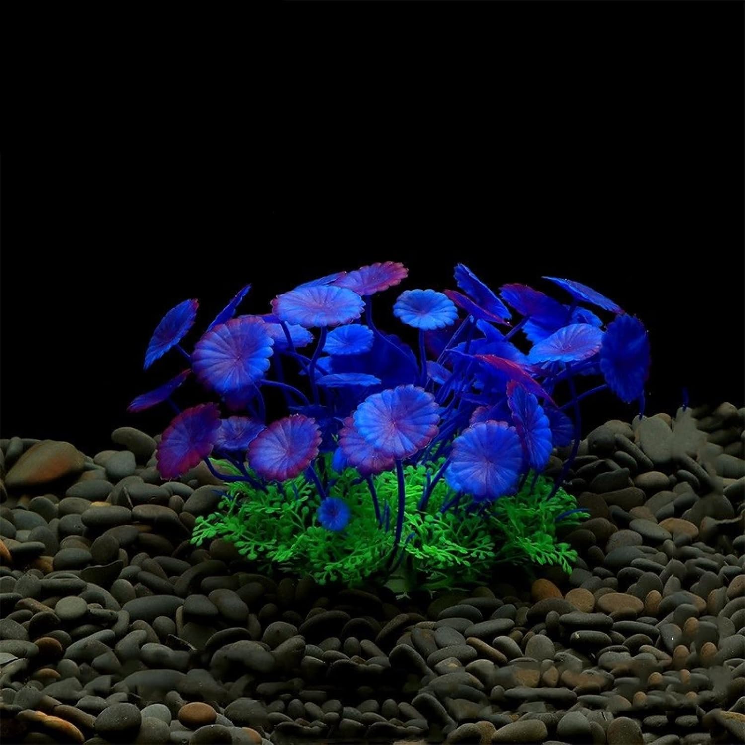 特大 ユーフォルビア オベサ 綴化（鉢付） 綴化2頭木質化】輸入株